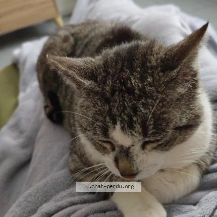 Photo 1/1 Found cat Found in Baraqueville