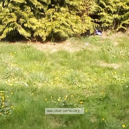 Photo 1/1 Found cat Found in Bille