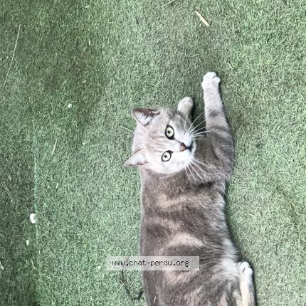 Photo 1/1 Meeko Chat lost in Claira