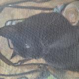 Picture of cat found at Carrouges