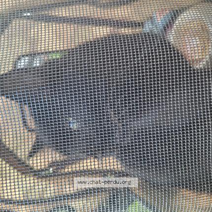 Photo 1/1 Found cat Found in Carrouges