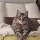 Picture of cat lost at Besancon