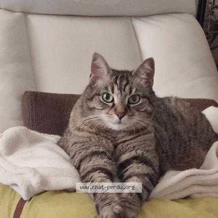 Photo 1/2 Cat reunited Lost in Besancon