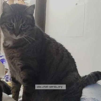 Photo 2/2 Cat reunited Lost in Besancon