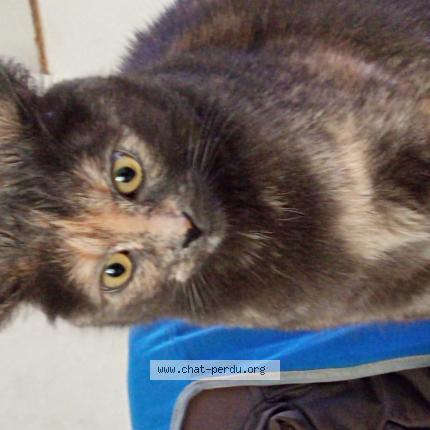 Photo 1/1 Salem Chat lost in Douai