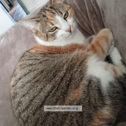 Photo 1/1 Simi ou Symmy Chat lost in Libourne