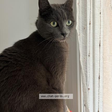 Photo 1/1 Ulyana Chat lost in Montlucon