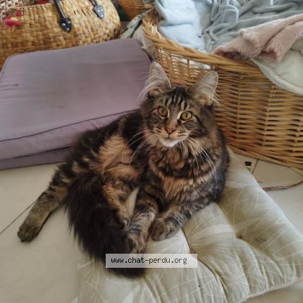 Photo 1/1 augustin Chat lost in Maurens