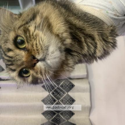 Photo 1/1 Leo Chat lost in Bangalore