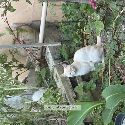 Photo 1/1 Youpi Chat lost in Montreuil