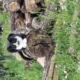 Picture of cat found at Girolles