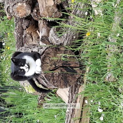 Photo 1/1 Found cat Found in Girolles