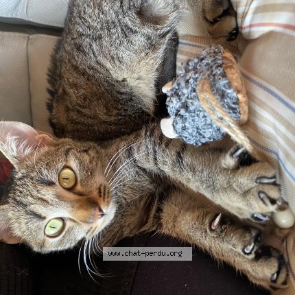 Photo 1/1 Jin Chat lost in Roisey