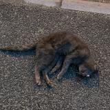 Picture of cat found at Chaingy