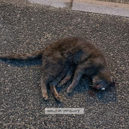 Photo 1/1 Found cat Found in Chaingy