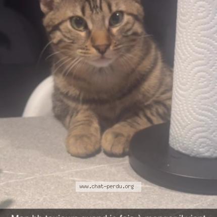 Photo 1/2 Pipoush Chat lost in Gray