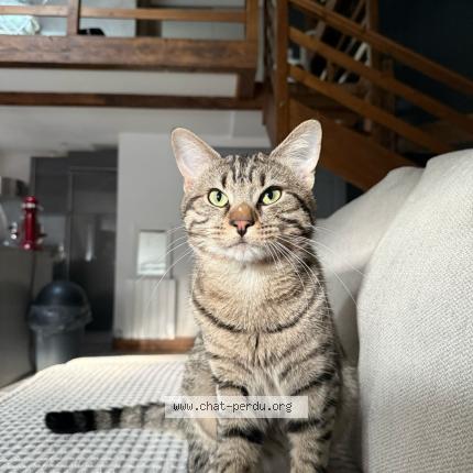 Photo 2/2 Pipoush Chat lost in Gray