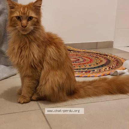 Photo 1/1 Found cat Found in Quimper