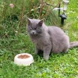 Picture of cat found at St Nazaire