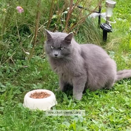 Photo 1/1 Found cat Found in St nazaire