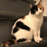 Picture of cat lost at Cabestany