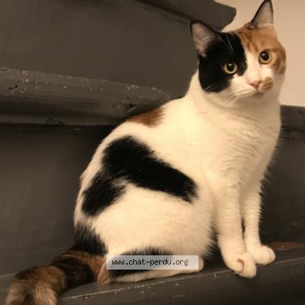 Photo 1/1 Pirouette Chat lost in Cabestany