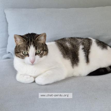 Photo 1/1 Suki Chat lost in Lambesc