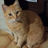 Picture of cat lost at Aire Sur L Adour