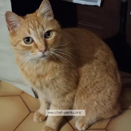 Photo 1/1 Obi Chat lost in Aire sur l adour