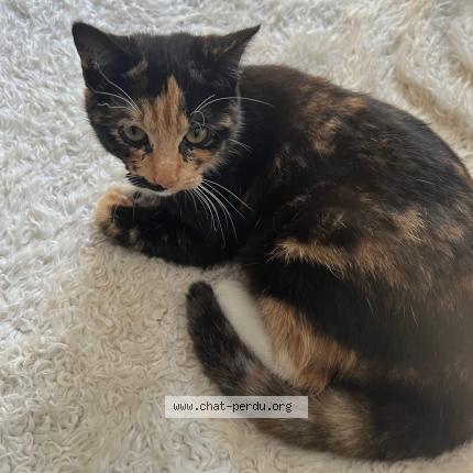 Photo 1/1 Noopy Chat lost in Brest