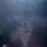 Picture of cat found at Le Raincy