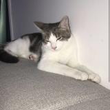 Picture of cat lost at Brie