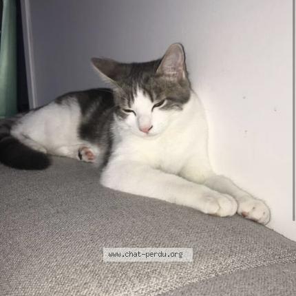 Photo 1/1 Doudou Chat lost in Brie