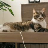 Picture of cat lost at Medis