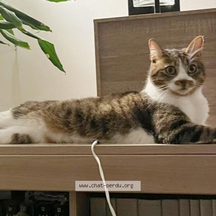 Photo 1/1 Snoopy Chat lost in Medis