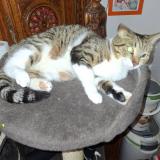 Picture of cat lost at Beauvoisin