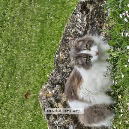 Photo 1/1 Woody Chat lost in Soual