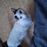 Picture of cat lost at Vierzon