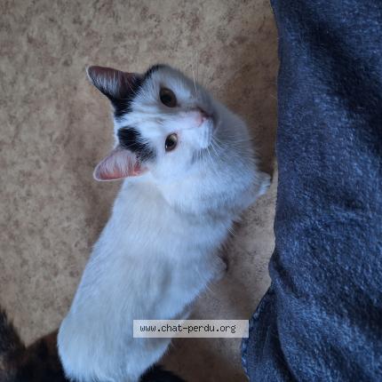 Photo 1/1 Itachi Chat lost in Vierzon