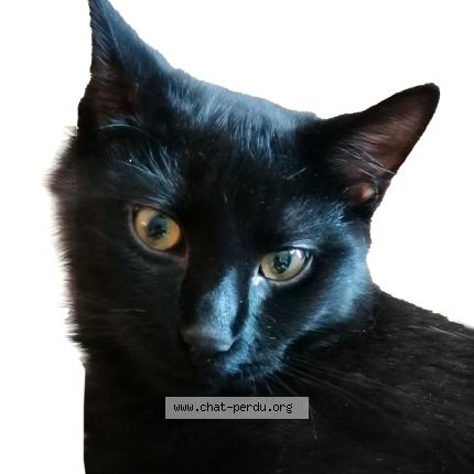 Photo 1/1 Ravel Chat lost in Villeneuve vd