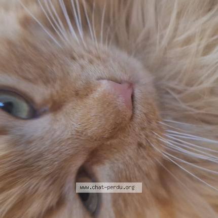 Photo 1/1 Nuggets Chat lost in Grospierres