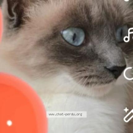 Photo 1/1 Mimi Chat lost in Blagnac