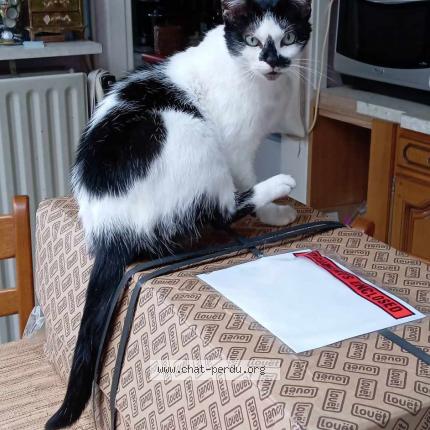 Foto 1/1 Kat teruggevonden Vermist in Tournai