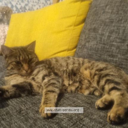 Photo 1/1 Vanille Chat lost in Saint jacques de la lande