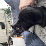 Picture of cat lost at Semblancay