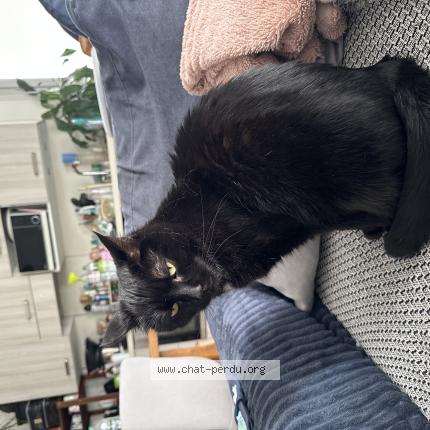 Photo 1/1 Armstrong Chat lost in Semblancay