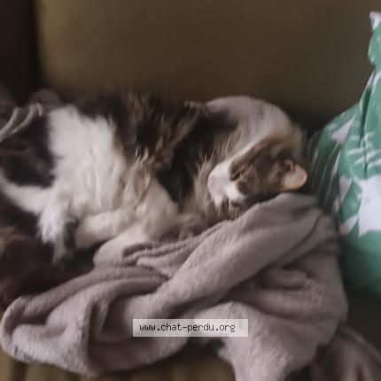 Photo 1/1 Mushu Chat lost in Tilleres