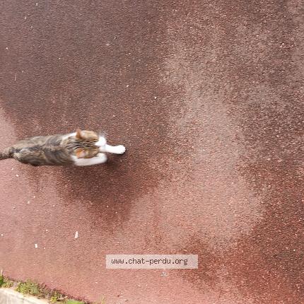 Photo 1/1 Found cat Found in Saint jean de luz