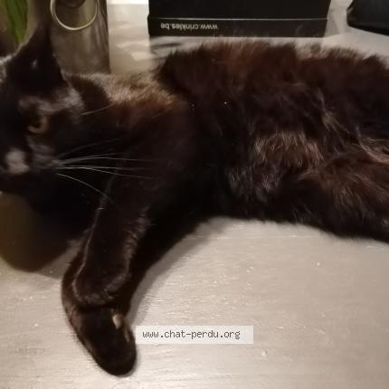 Photo 1/1 Flocon Chat lost in Namur