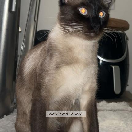 Photo 1/1 Cartier Chat lost in Marseille